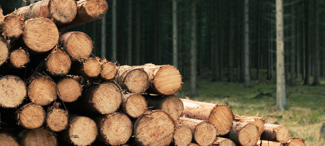 Bois de chauffage : que risque-t-on si l’on coupe un arbre sans autorisation ?